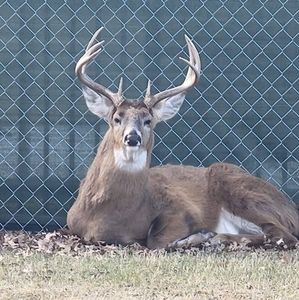 Meet your Posher, George